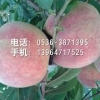 信诚【映霜红桃苗、映霜红桃苗价格、映霜红桃苗批发】说三遍！！