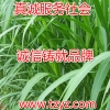 适合养羊的牧草美国王草养牛的好牧草墨西哥玉米草