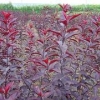 易种植的【【扶芳藤】供应商/种植基地】来“锦荣”吧