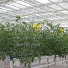 温室大棚建设|温室大棚建造|温室大棚造价【推荐嘉润】