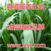养羊牧草台湾甜象草新型皇竹草种苗 周全农业