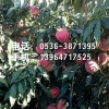 【LOOK！】中华一号桃苗*中华二号桃苗*青州信诚