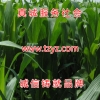 正宗进口牧草种子发芽率超高货到付款05387065208