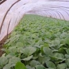 EVA大棚膜《优选明净泽》大棚膜生产商 河北大棚膜生产商