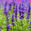 【薰衣草基地】【优质薰衣草基地】【青州薰衣草基地】