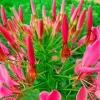 【？？？】无纺布护苗【新疆醉蝶花】醉蝶花种植