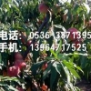 【山东】映霜红桃苗价格怎么样？映霜红桃苗基地-咨询