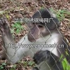 不锈钢丝绳扣网