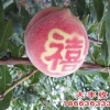 2015下半年 河南映霜红桃树苗最新批发价格