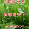 适合养羊的牧草种子进口牧草苜蓿种子墨西哥玉米草批发