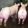优质仔猪养殖场#长白公猪养殖场#大型种猪养殖场