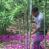 供应四川品种好的苦竹，汉中苦竹价格