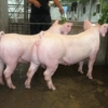 二元母猪报价+二元种猪供应+二元母猪供应商