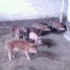 想买到的野猪，就到富顺炳洪生猪养殖 ——自贡野猪售卖