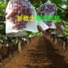 新型葡萄袋-厂家直供新概念果袋有限公-18660010593