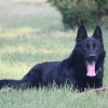 【志伟】烟台马犬 东德牧羊犬 东德牧羊犬成犬出售