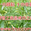 徐长卿种子|中药材徐长卿| 板蓝根丹参板蓝根种子药材回收
