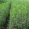 出售【30-50公分小叶黄杨】种植基地_培育基地-锦荣