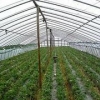 温室大棚膜价格||温室大棚膜批发||温室大棚膜批发