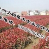 红叶石楠首推子杨苗木合作社：莱芜红叶石楠