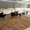 哪里能买到超值的广西黑山羊：黑山羊养殖技术价格
