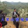 桂林地区哪里有卖优质大果山楂：爽口的大果山楂