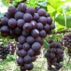 丰泽哪里能买到优质的巨锋葡萄，优质巨锋葡萄供应商推荐
