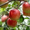 【个大甜！】苹果树苗批发【苹果树苗种植基地】苹果树苗批发价格