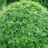 金叶女贞价格%金叶女贞基地%金叶女贞批发