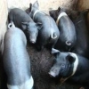 物超所值的猪种森澳养殖供应，黑猪的价格