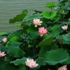 Biu荷花仙子】荷花批发基地【荷花批发价格】山东荷花种植基地