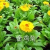 草花哪家有，台湾草花