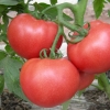 进口 抗TY病毒粉果西红柿种子
