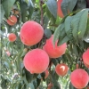 【大棚专用桃苗】青州金秋巨红蜜桃【乐民】金秋红蜜桃价格