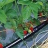 滴灌管-双孔出水管厂家【河北润田节水公司】