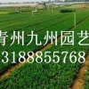 LOOK：【芝樱小苗批发价格—咨询！】【买芝樱，来九州！】