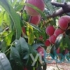 山东晚熟桃苗_青州早熟桃苗_批发_种植基地-益农