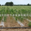 河北涉县专业番茄滴灌技术|黑色滴水带价格、型号