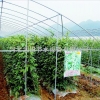 河北任县优质番茄 农田灌溉滴水带 滴水带厂家、图片