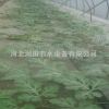 河北邢台棉花滴水软带，为您量身打造的节水灌溉方式