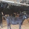 广西哪里有努比亚黑山羊 黑山羊多少钱一斤？