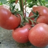 抗TY 高产、荷兰、进口粉红果番茄种子@西红柿种子
