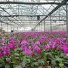 种花温室大棚建造|贵州温室大棚建造|园艺温室建设哪家好