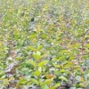 看！山东流苏苗价格||流苏苗种植基地【流苏苗批发】