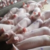 猪供应商哪家好 猪、种猪、母猪、猪仔、商品猪、养猪咨询价位