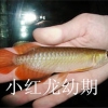 济南高档热带鱼销售