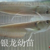 济南高档观赏鱼销售