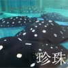 济南高档热带鱼销售
