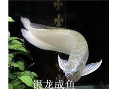 山东锦鲤鱼批发图2
