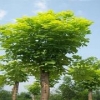 白蜡哪里有卖|想要成活率高的优质白蜡种植就来景添园林绿化有限公司
